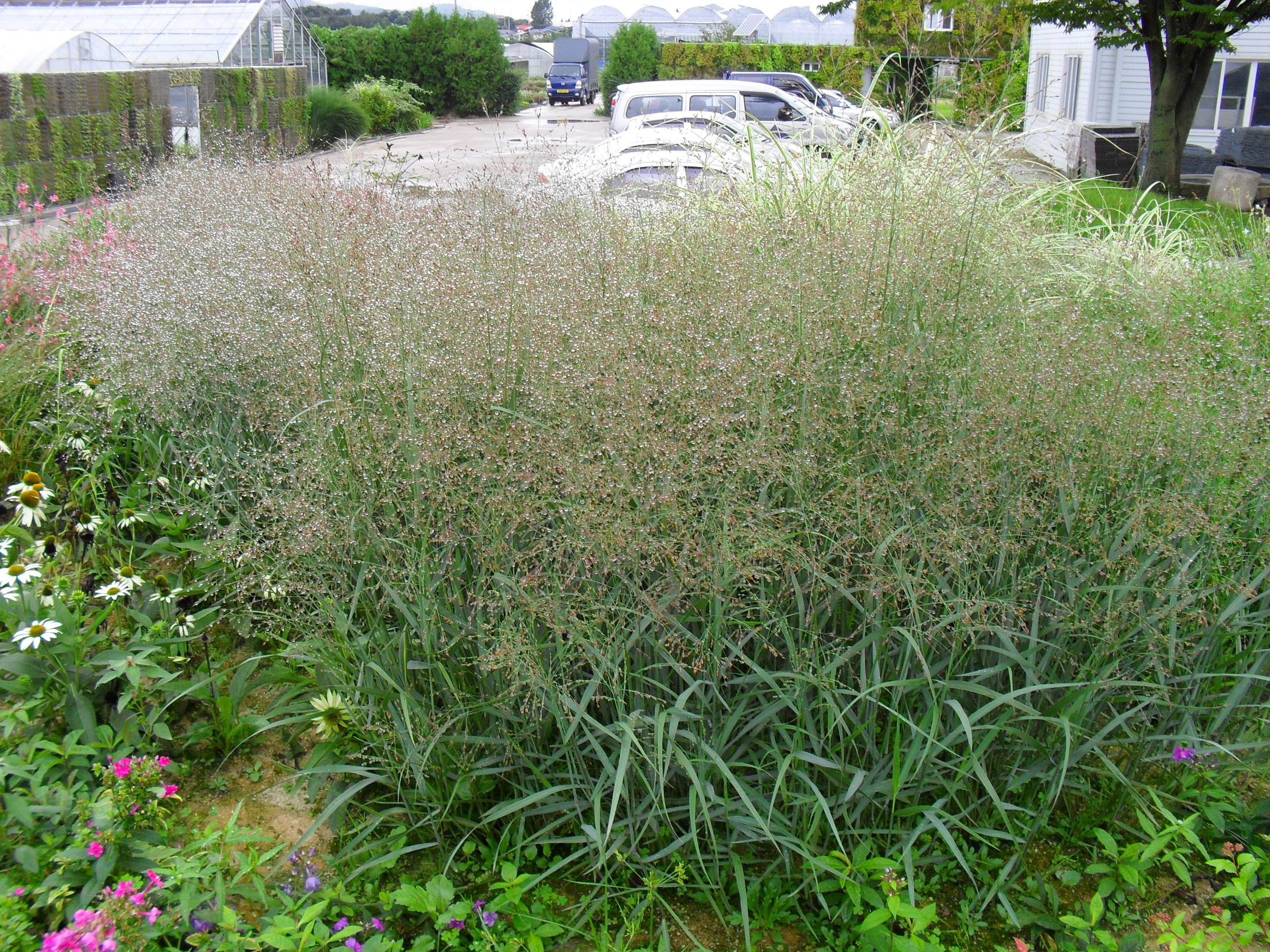 Panicum virgatum 'Heavy Metal'